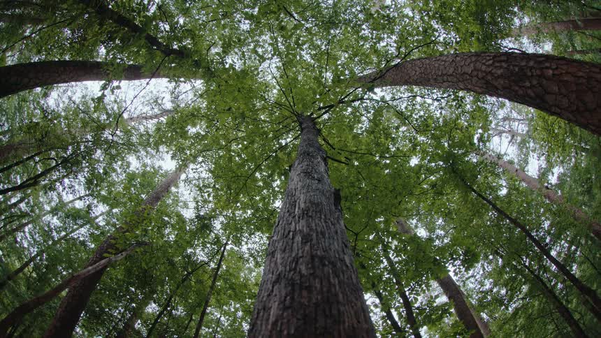 Trees in a forest stretch up to the sky