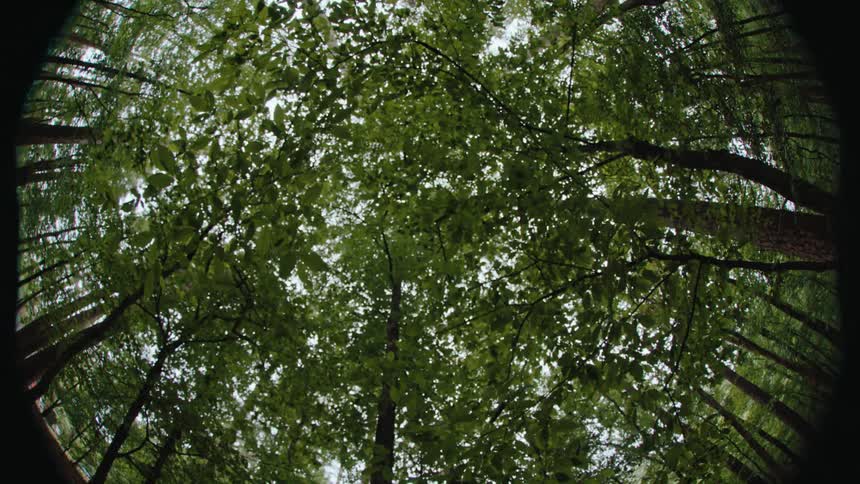 A grove of very tall trees provide shade from the sunlight above