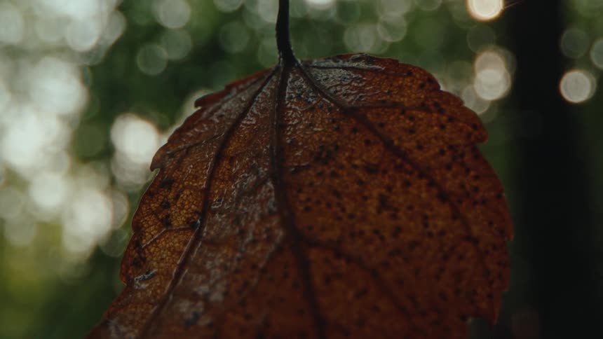 Extreme close up of a dry orange leaf