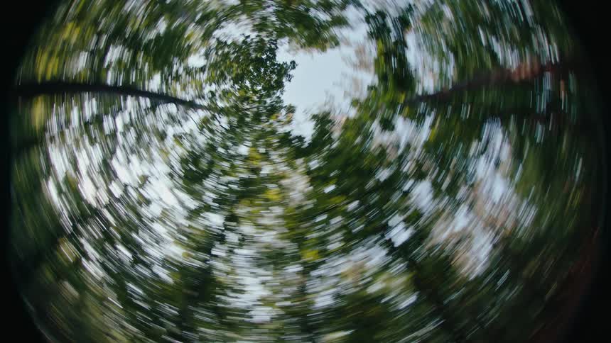 Upward view of a dense forest against a blue sky