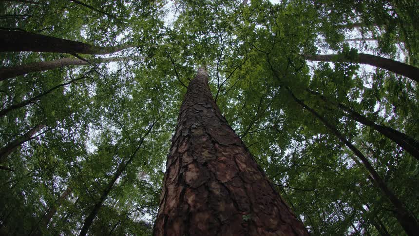 The thick trunk of an ancient tree in a forest and with green leaves