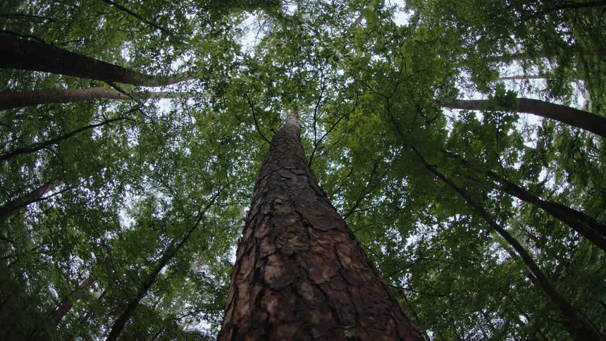 The thick and old trunk of a tree with green leaves and there are several other trees around