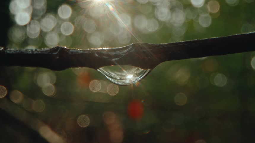 A droplet of water hanging from a small stem quivers in a breeze