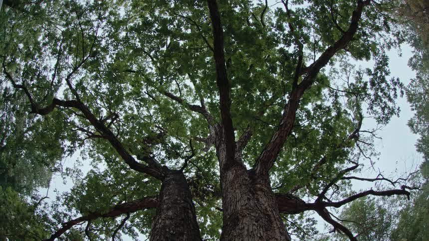 Large old trees grow in a forest