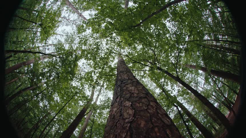 Tall trees in a dense forest in daylight