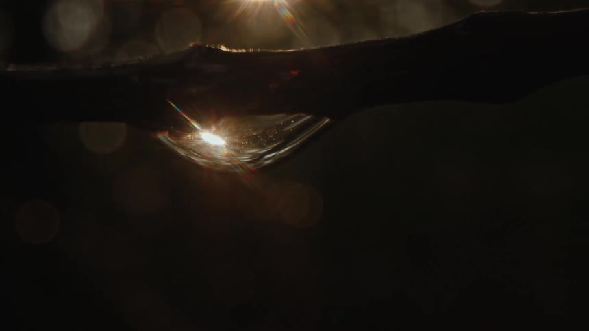 A small drop of water with light reflecting off its surface and it is hanging from a small twig