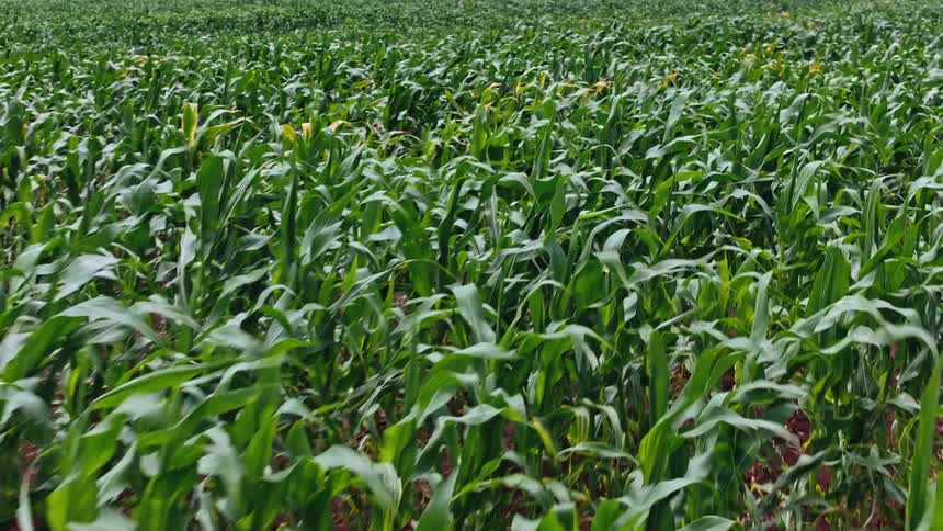 Corn crops in the wind in a large field