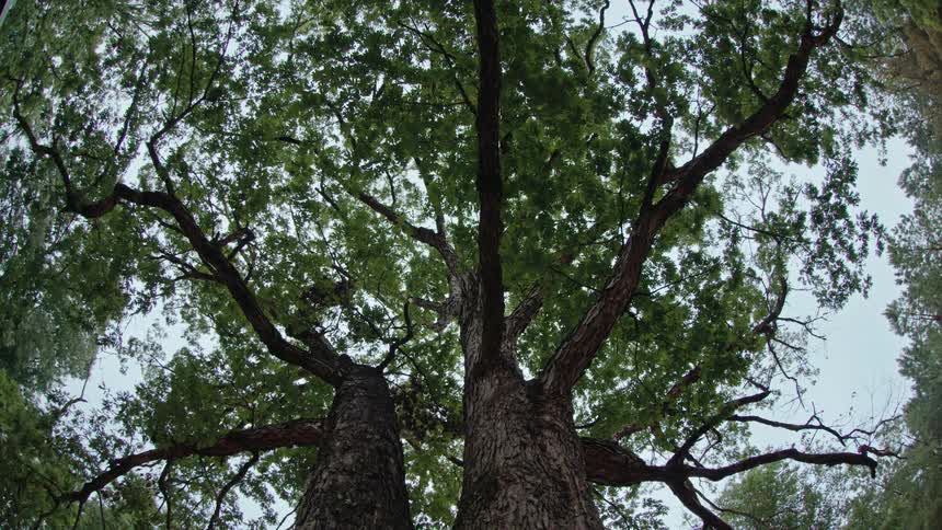 Large tree in a dense forest against a blue sky