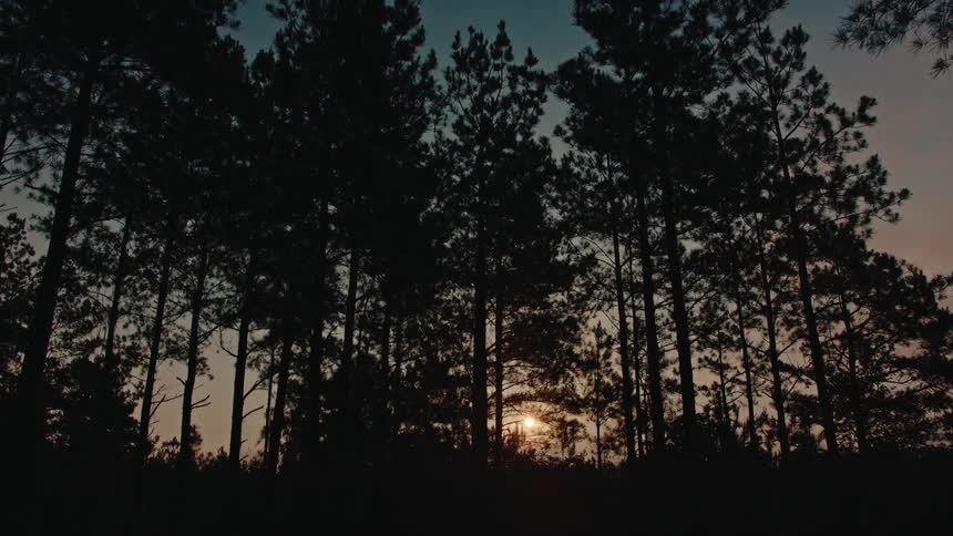 A silhouette of several trees in a dark patch with the sun rising behind them