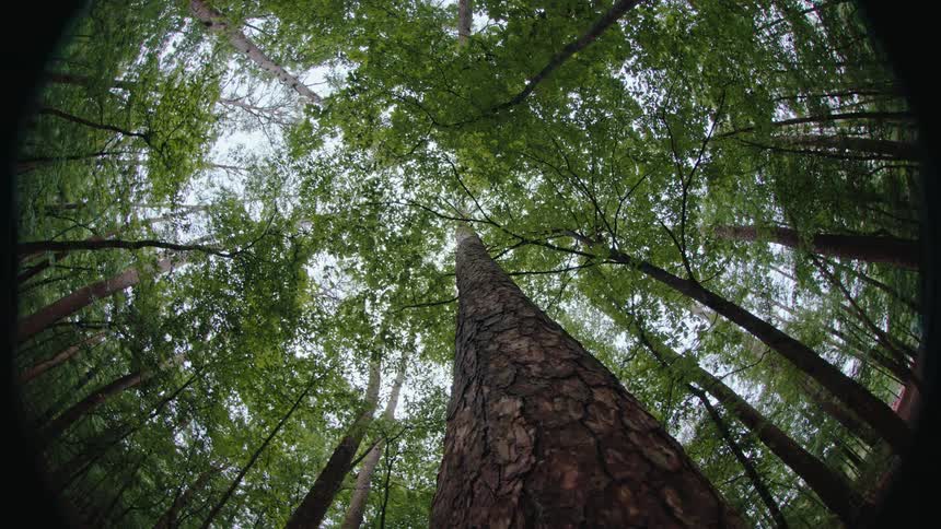 A forest of trees with cracked trunks seen from below