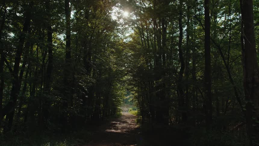 Trail in the middle of a forest in daylight