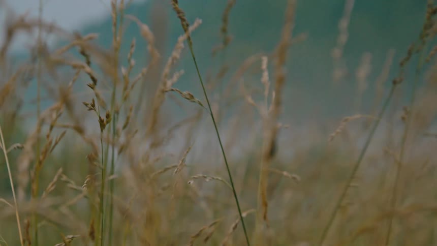 Reeds in the foreground and blurred mountains in the background