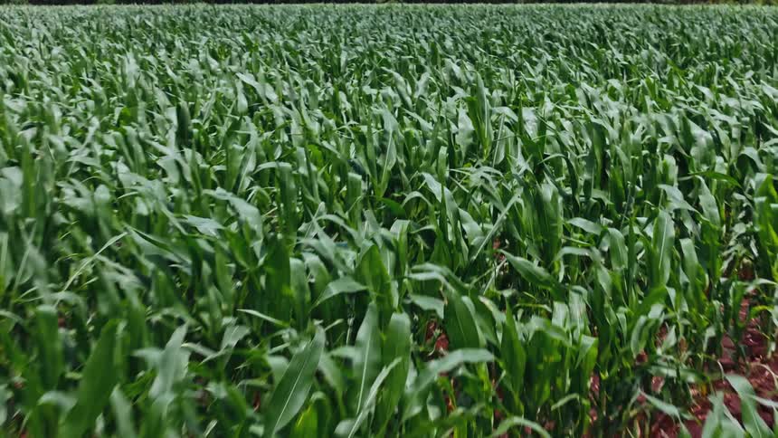 Corn grows in a large field near a line of trees