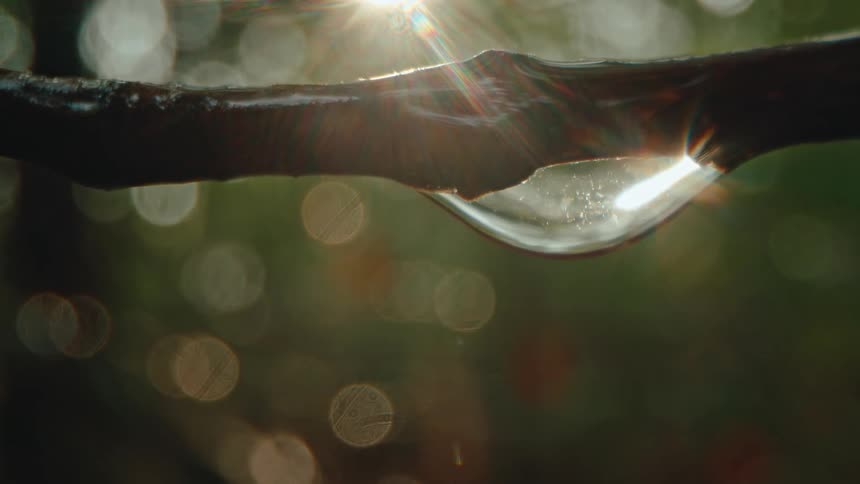 Extreme close up of a water droplet on a thin log with sunlight reflection