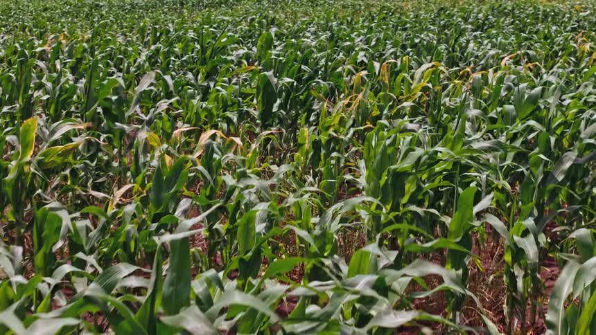 Aerial view of a cornfield