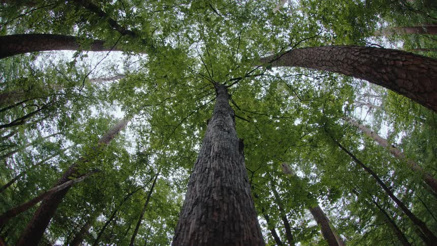 Trees in a forest rise high into the air