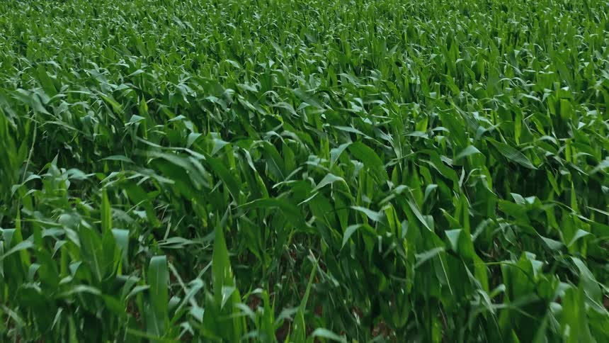 Aerial view of a green cornfield plantation