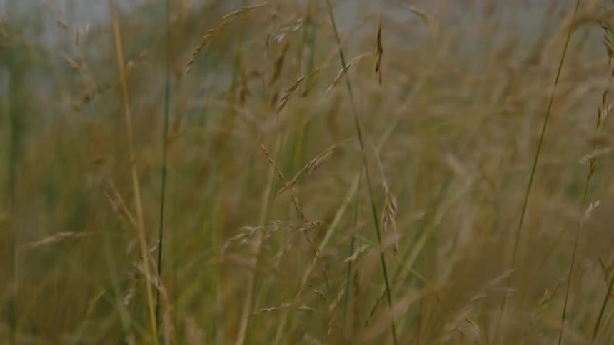 Field with reeds moving by the force of the air