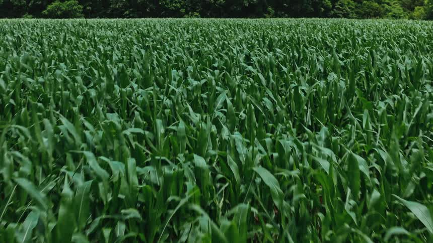Corn crops in the wind near a line of trees