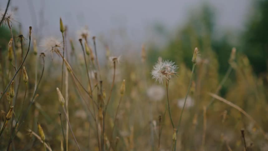 Several white dandelion flowers and some tall grass moving due to the wind