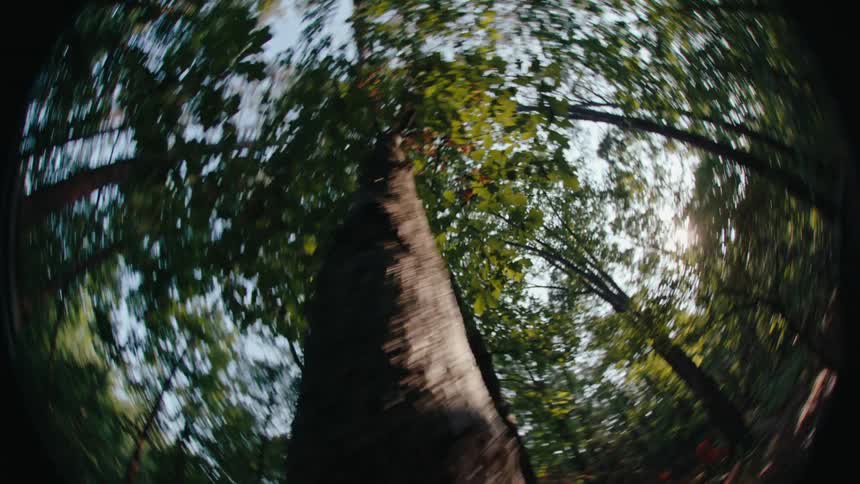 Upward view of a forest with large trees and the reflection of the sun