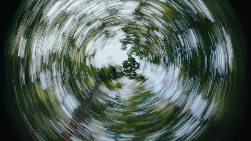 Trees in a forest grow into a daytime sky