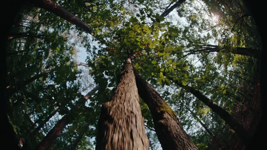 Upward view of a tree trunk in a dense forest