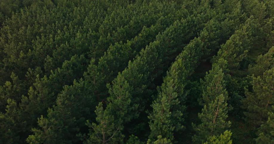 Rows of trees grow in a mountain valley