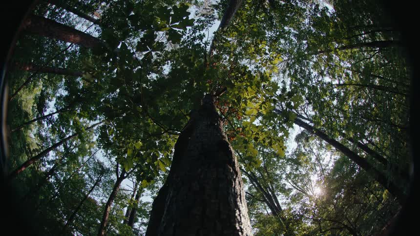 Dense forest with long trunks and the reflection of sunlight