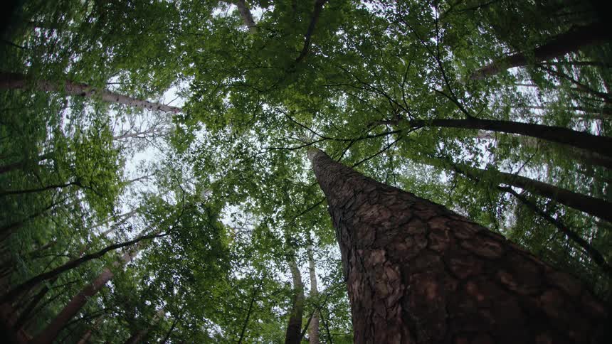 Upward view of a long tree trunk in a forest