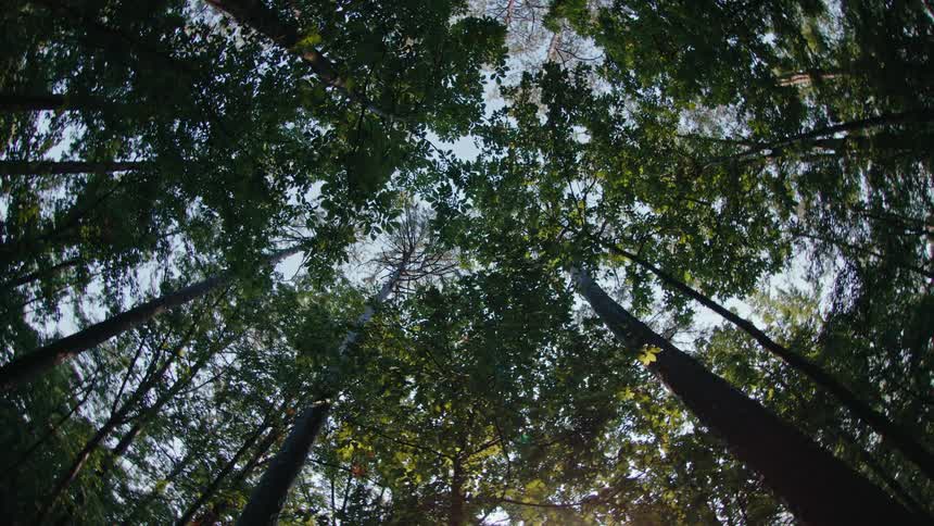 A view of the base of some trees in a forest with their green leaves and a blue sky