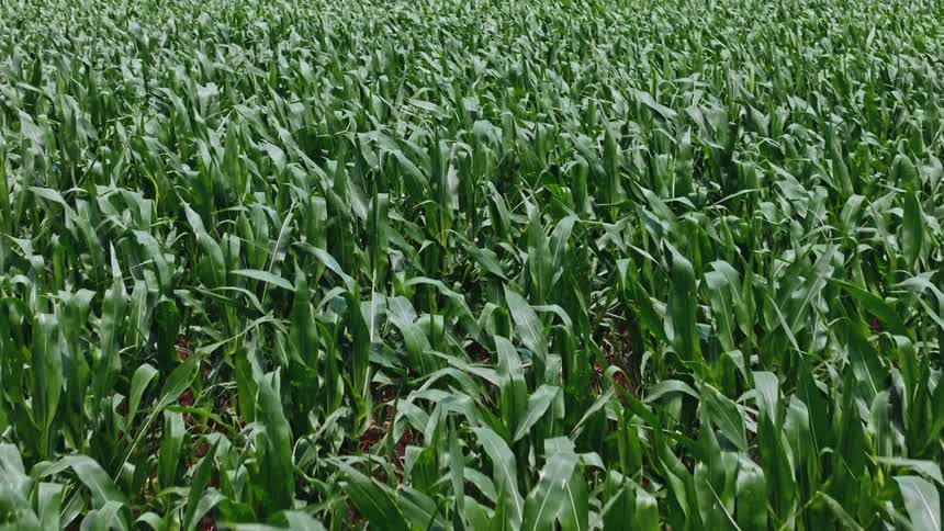 Vast field with corn plantation