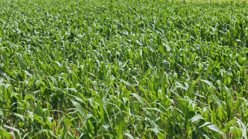 A large corn crop blows around in a breeze