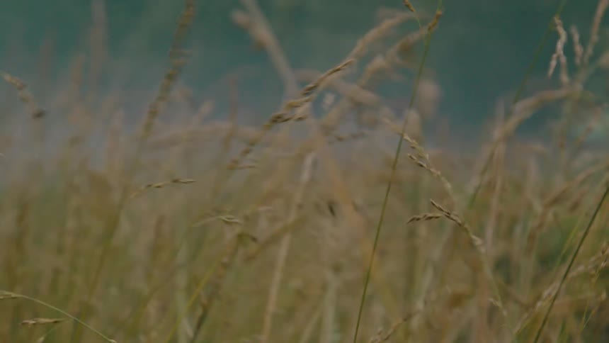 Close up of a field with reeds moving through the air