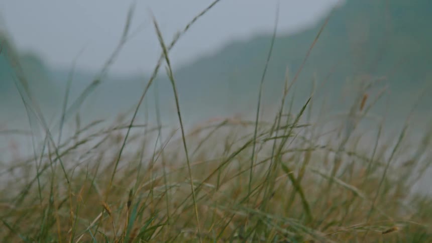 Closeup of moving reeds with blurred background