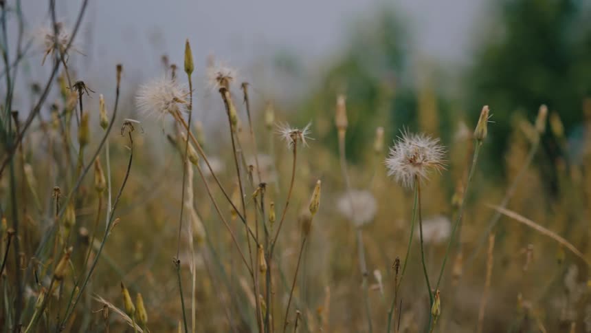 Closeup of dandelion seed heads and grass stalks in a field