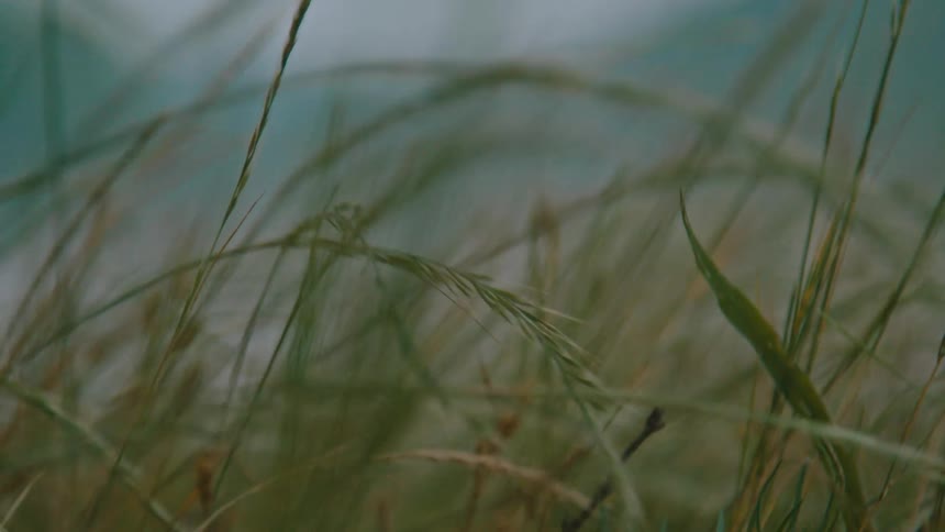 Extreme close up of reeds moving by the force of the air
