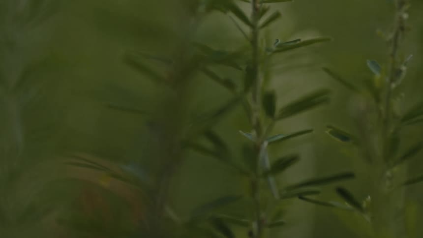 Close up of green plants in a natural environment