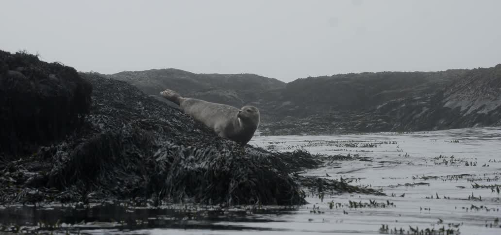 A sea lion sits on a large rock by the ocean