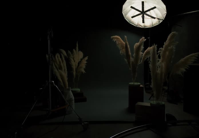 A photography studio with one light on displaying plants in planters on the floor