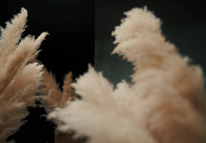 White fluffy reeds bundled together in a room