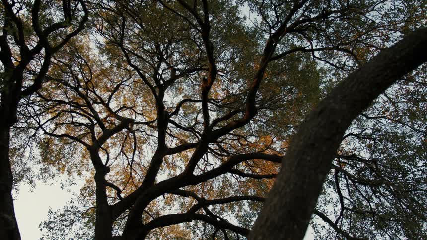 A tree with several branches and green and yellow leaves