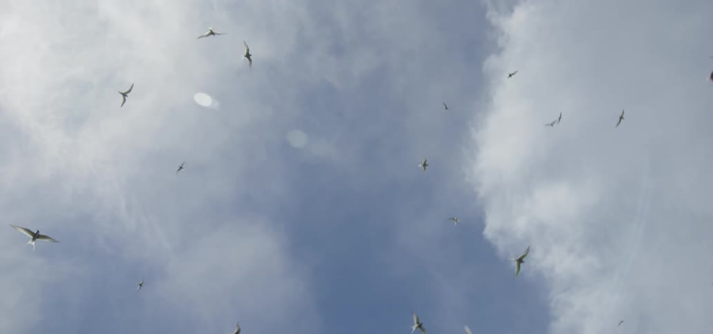 Birds circling on a cloudy day
