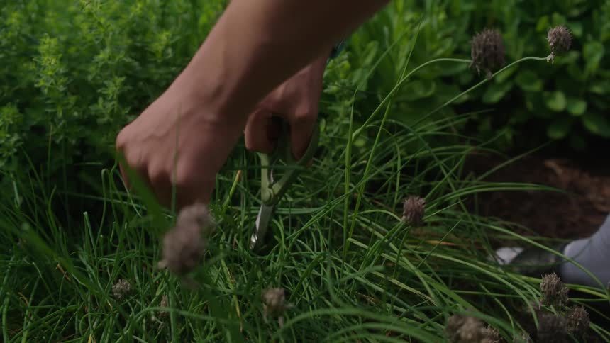 A human hand using scissors to cut a piece of grass