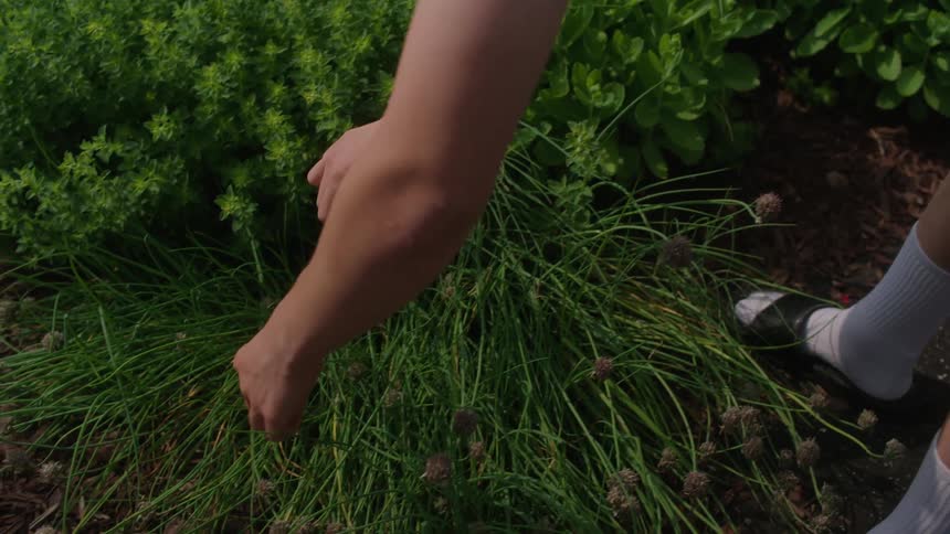 Close up of a boy clipping grass in a garden on a bright sunny day