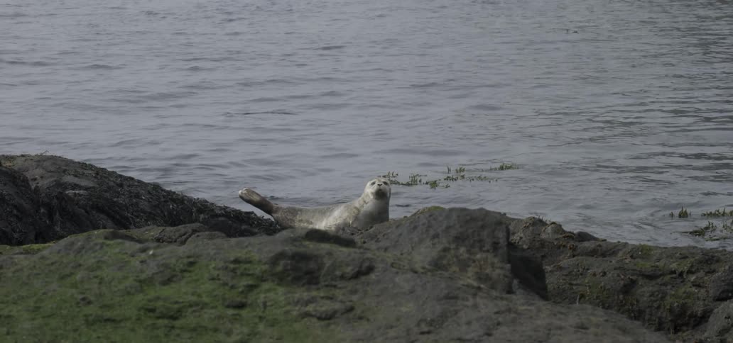 A seal lays near the water's edge