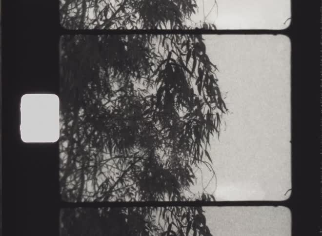 Black and white of a tree blowing in the wind on a sunny day