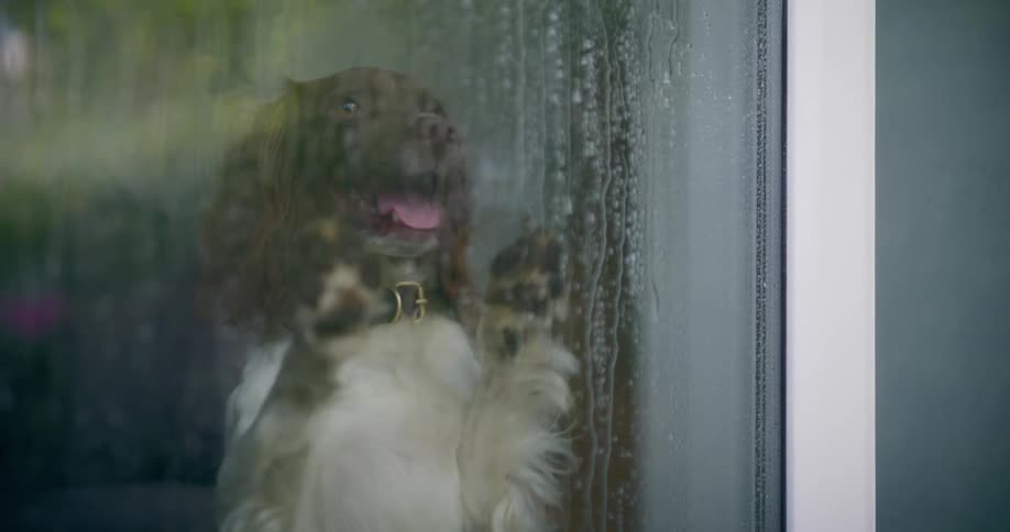 A dog standing against a window to look outside as the rain falls on the glass dropping to the floor afterward