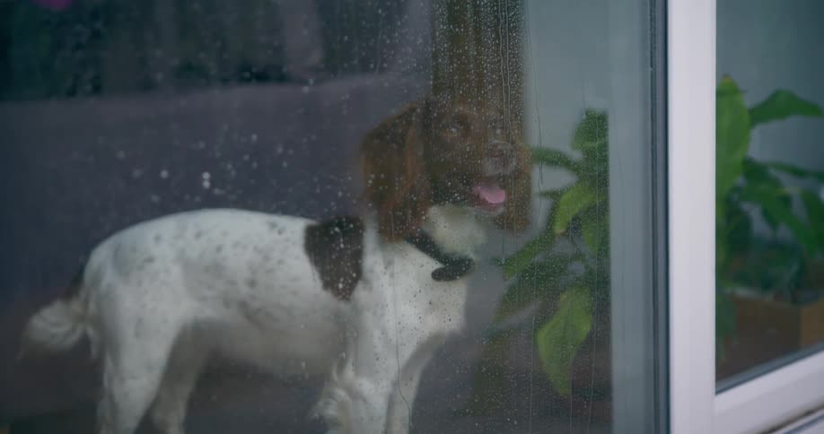 Dog stands at the window looking out on a rainy day