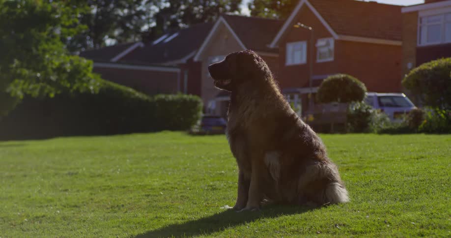 Dog sitting on the grass on a sunny day